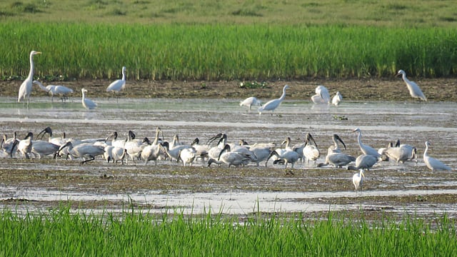 হাকালুকি হাওরেই খাবার খোঁজে পাখিরা