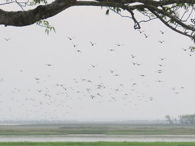 পাখিদের ওড়াউড়ি