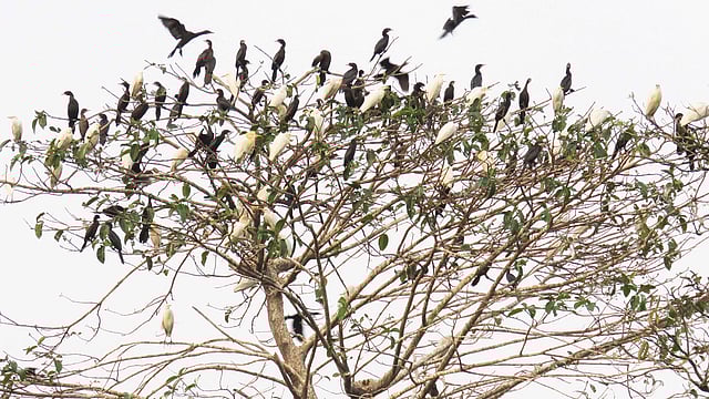 খুনসুটিতে ব্যস্ত পাখিরা