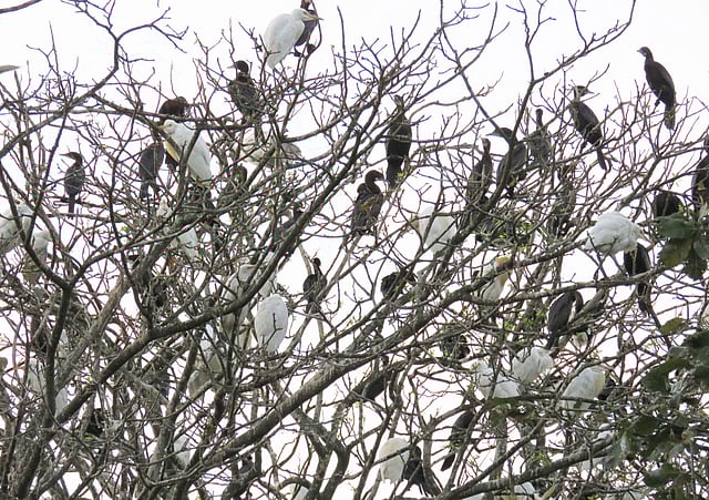 সন্ধ্যা নামার আগে দল বেঁধে থাকে পাখিরা