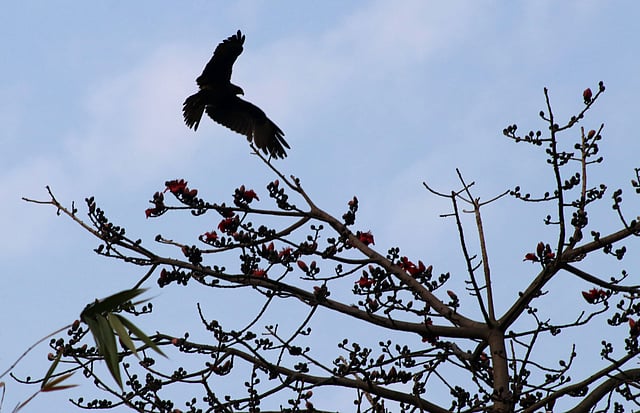 শিকার শেষে গাছে ফিরে আসা