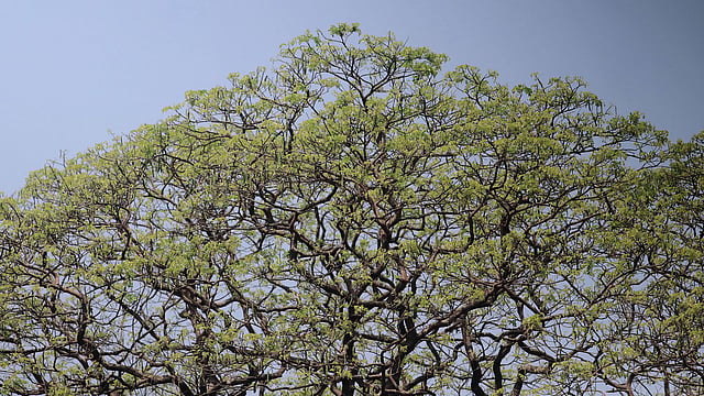 এখানে সবুজ কথা বলে