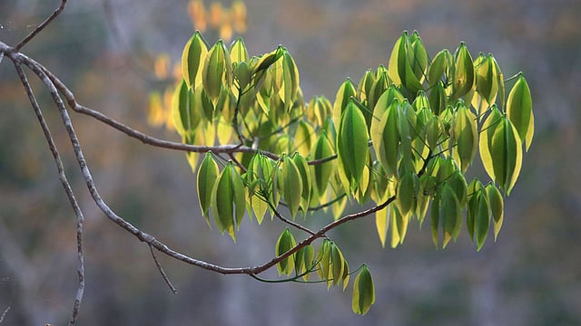 প্রকৃতির স্নিগ্ধতা
