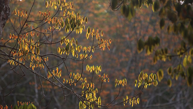 লালচে কচি পাতার অন্য রকম সৌন্দর্য