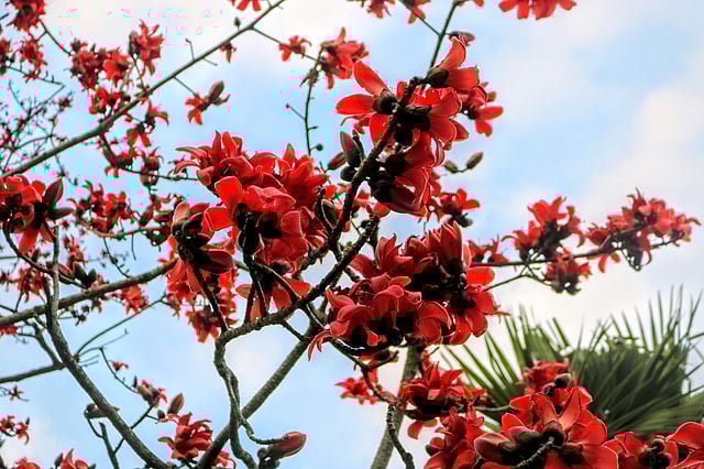 কুষ্টিয়া থেকে ইবি ক্যাম্পাস দিকে আসতে রাস্তার পাশেই প্রায় ১২টি বিশাল আকারের গাছে এমনইভাবে ফুটেছে শিমুল ফুল। ছবি: লেখক