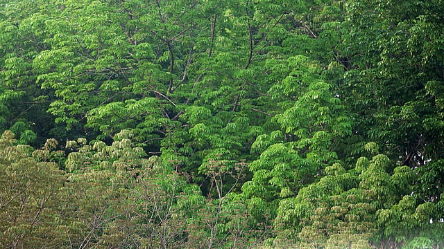 শুধু সবুজ আর সবুজ
