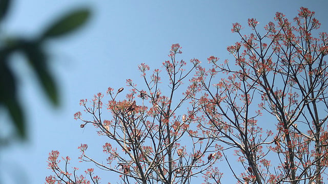 আকাশের নীল চাঁদোয়ার তলে নবপল্লব