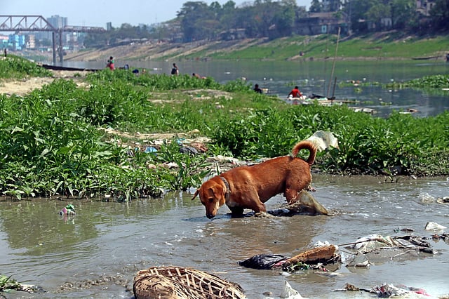 পচা পানিতে খাবারের খোঁজে কুকুর