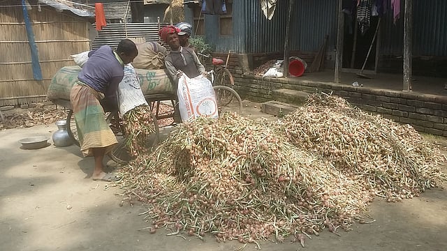 কৃষকের উৎপাদিত পেঁয়াজ বাজারজাতকরণের প্রক্রিয়া চলছে। বেড়া, পাবনা, ১৯ মার্চ। ছবি: প্রথম আলো