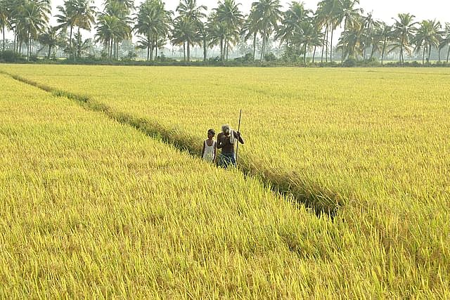 ‘ওত্তাল’ সিনেমাটি কেরালার কারনার গ্রামের এক দাদা আর নাতির গল্প। ছবি: সংগৃহীত