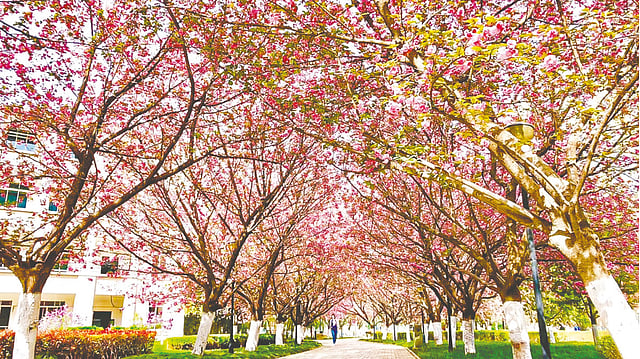 চাংয়ান বিশ্ববিদ্যালয়ে ফুটেছে চেরি ফুল, অবরুদ্ধ দিনের পর শিক্ষার্থীরা দেখছেন বসন্ত। ছবি: লেখক