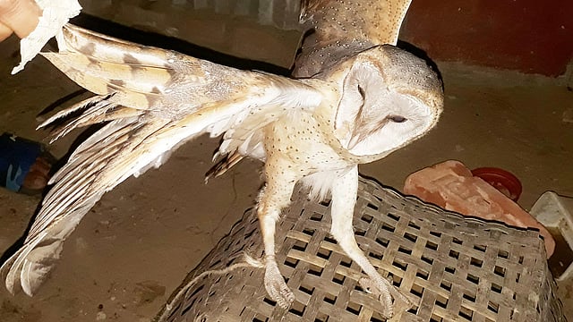 চিল আর একদল কিশোরের তাড়ায় মৃত্যুর মুখোমুখি হয় এই লক্ষ্মীপ্যাঁচা। পরে স্থানীয় এক ব্যক্তি পাখিটি বাঁচাতে এগিয়ে আসেন। দক্ষিণ জাঙ্গিরাই এলাকা, জুড়ী, মৌলভীবাজার, ৩০ মার্চ। ছবি: কল্যাণ প্রসূন