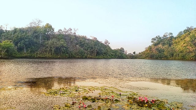 ফুটে আছে শাপলা। ছবি: লেখক