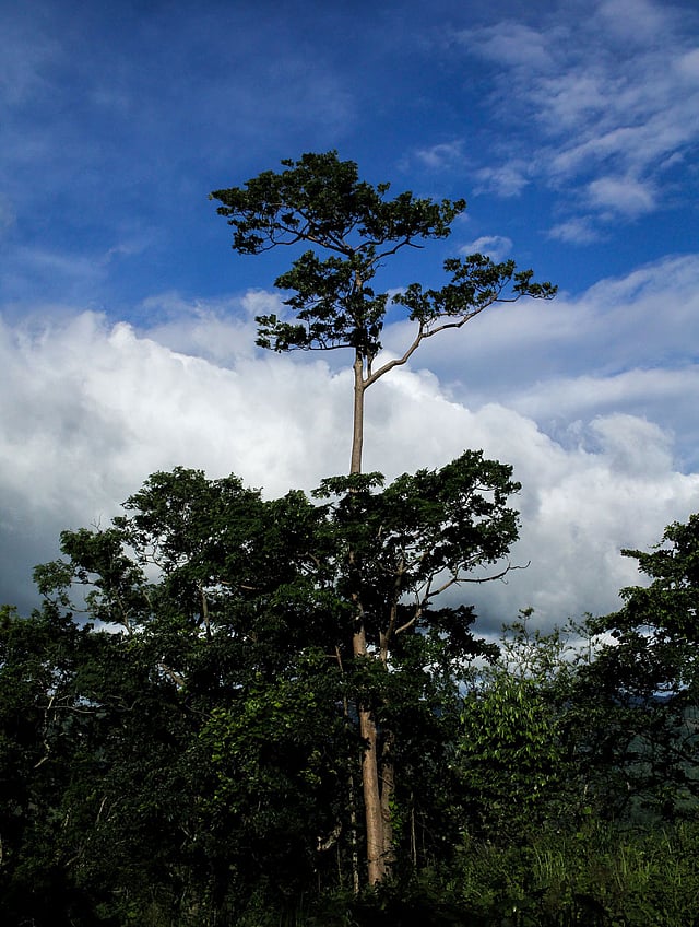 সারা পথে এমন গাছ ছিল। ছবি: লেখক