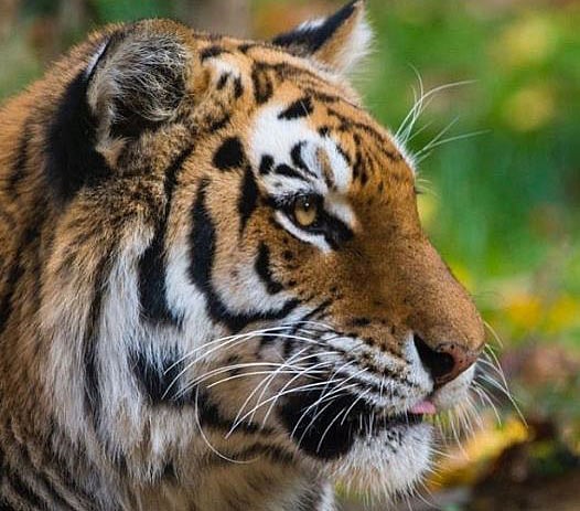 নিউইয়র্কের ব্রংস চিড়িয়াখানায় নাদিয়া নামের একটি বাঘে এবার করোনাভাইরাসের উপস্থিতি পাওয়া গেল। চার বছর বয়সী ওই বাঘটির শুকনো কাশি হয়েছে। আশা করা হচ্ছে বাঘটি সেরে উঠবে।