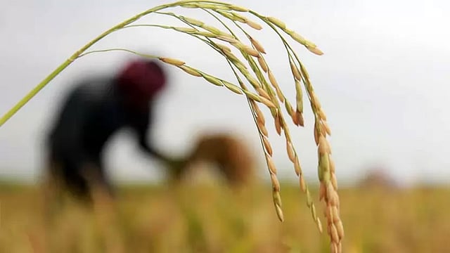 প্রথম আলো ফাইল ছবি