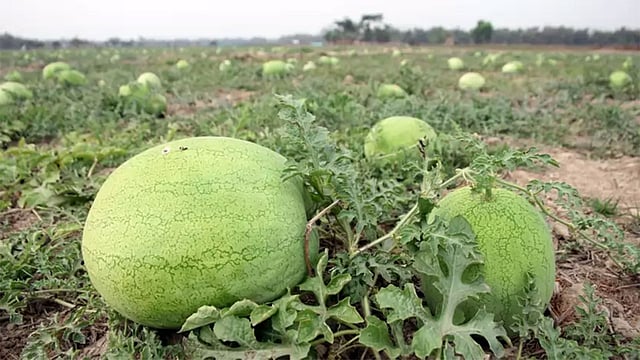 প্রথম আলো ফাইল ছবি