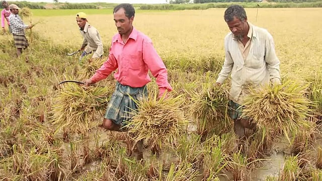 প্রথম আলো ফাইল ছবি