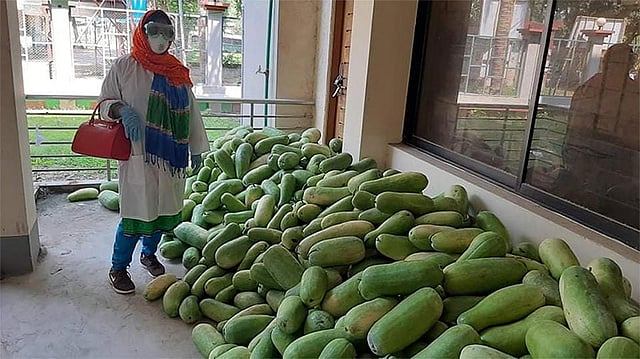 ন্যায্যমূল্য নিশ্চিত করতে নাটোরের সিংড়ার ইউএনও চাষিদের কাছ থেকে সরাসরি কুমড়া কিনে ত্রাণ হিসেবে বিতরণ করছেন। ক্রয় করা কুমড়া দেখছেন ইউএনও। মঙ্গলবার সকালে। ছবি: প্রথম আলো