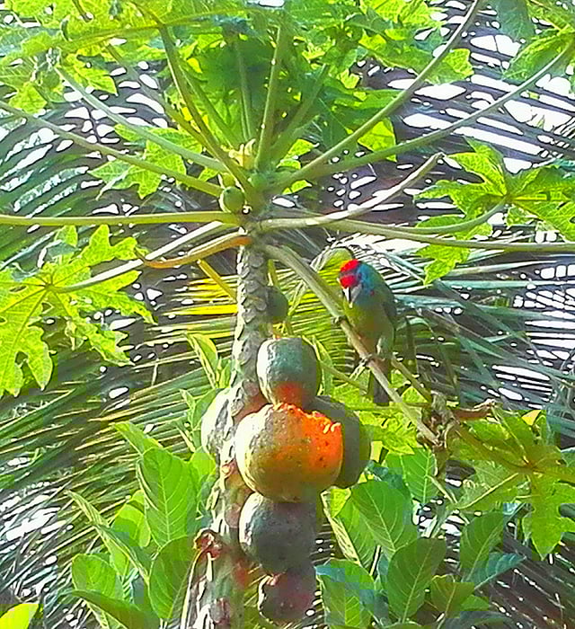 পাকা পেঁপে খায় টিয়া। দত্তবাড়ী, বাগবাটী, সিরাজগঞ্জ। ছবি: লেখক