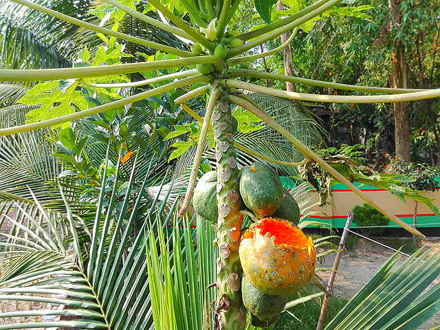 গাছের পাকা পেঁপে খেয়েই ফেলেছে পাখি। দত্তবাড়ী, বাগবাটী, সিরাজগঞ্জ। ছবি: লেখক