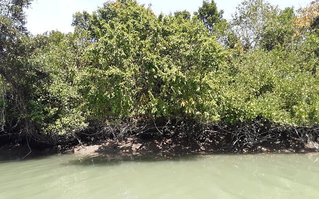 বঙ্গোপসাগর তীরে সুন্দরবনের পর দেশের দ্বিতীয় বৃহত্তম শ্বাসমূলীয় বনাঞ্চল টেংরাগিরি। ছবি: প্রথম আলো