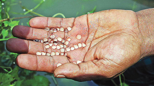ডিম ছাড়ল রুই, কাতলা, মৃগেল মা-মাছ। গতকাল চট্টগ্রামের হাটহাজারীর হালদা নদীতে। ছবি: প্রথম আলো