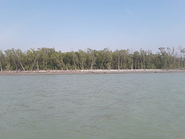 বঙ্গোপসাগর তীরে দেশের দ্বিতীয় বৃহত্তম শ্বাসমূলীয় বনাঞ্চল টেংরাগিরি। ছবি: প্রথম আলো