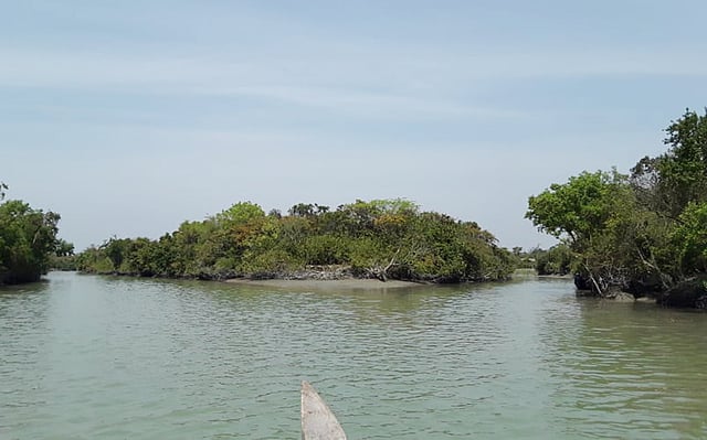 টেংরাগিরি বনের ভেতরের পরিবেশ। ছবি: প্রথম আলো