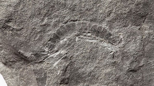 মিলিপেড-সদৃশ প্রাণীর ফসিল । ছবি: রয়টার্স