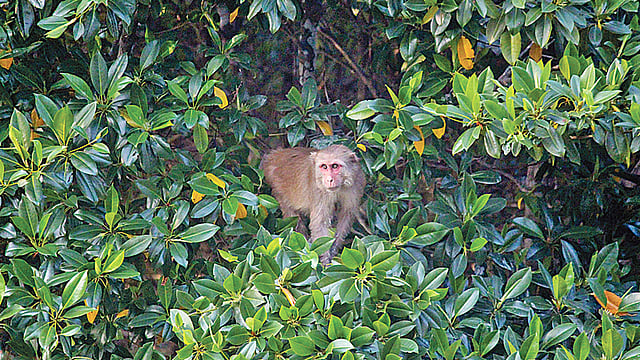 করোনার এই সময়ে মানুষের উৎপাত কমে যাওয়ায় দেশের অনেক স্থানে বন্য প্রাণীরা অবাধে বিচরণ করছে। আবার সেই সুযোগে বন্য প্রাণী হত্যাও আগের যেকোনো সময়ের চেয়ে বেড়ে গেছে। গত বছর সুন্দরবনে খুলনার দাকোপ উপজেলার কালাবাগি স্টেশন এলাকায়। ছবি: সাদ্দাম হোসেন