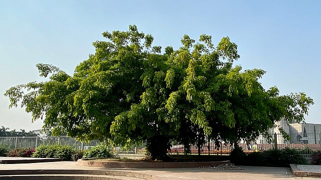 ভবিষ্যতে এমন সৌন্দর্যবর্ধক বৃক্ষ না–ও দেখা যেতে পারে। ভবিষ্যতের উদ্ভিদ হবে `অর্নামেডিবল` ধারণার। যেগুলো একই সঙ্গে বিনোদন ও খাদ্য দুটোই সরবরাহ করবে। ছবি: রজত কান্তি রায়