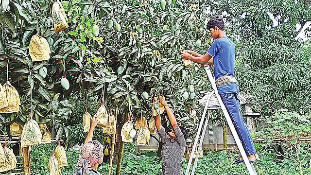 করোনাকালে শিক্ষার্থীরা রাজশাহীর বাঘা উপজেলার আড়পাড়া গ্রামে কৃষক আনোয়ার হোসেনের বাগানে আমের গায়ে দাগ প্রতিরোধে ফ্রুট ব্যাগিং করছেন। বুধবার আড়পাড়া গ্রামে। প্রথম আলো