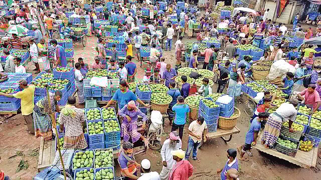 বিভিন্ন জাতের আম নিয়ে হাটে এসেছেন চাষিরা। বুধবার রাজশাহীর পুঠিয়া উপজেলার বানেশ্বর আমের হাটে। ছবি: শহীদুল ইসলাম