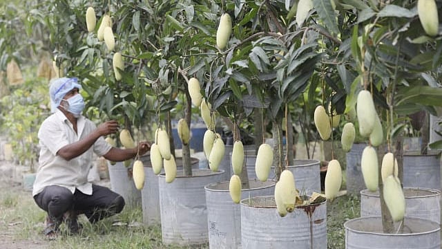 ছোট আমগাছে ধরেছে অনেক আম। এমন গাছ দ্রুত বিক্রি হয়ে যেত অন্য সময়। কিন্তু করোনার কালে বিক্রি নেই। ছবি: তানভীর আহম্মেদ