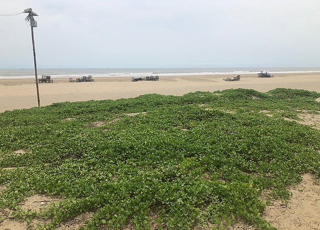 কক্সবাজারের সৈকত এখন সাগরলতায় ভরে গেছে। ছবি: আব্দুল কুদ্দুস