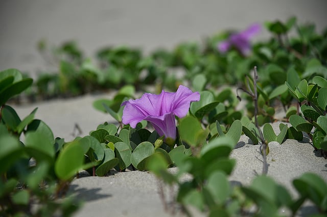 ফুটেছে সাগরলতা। ছবি: আব্দুল কুদ্দুস