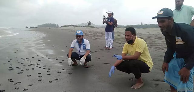 কাছিমের বাচ্চা ছাড়া হচ্ছে সাগরে। ছবি: পরিবেশ অধিদপ্তর।