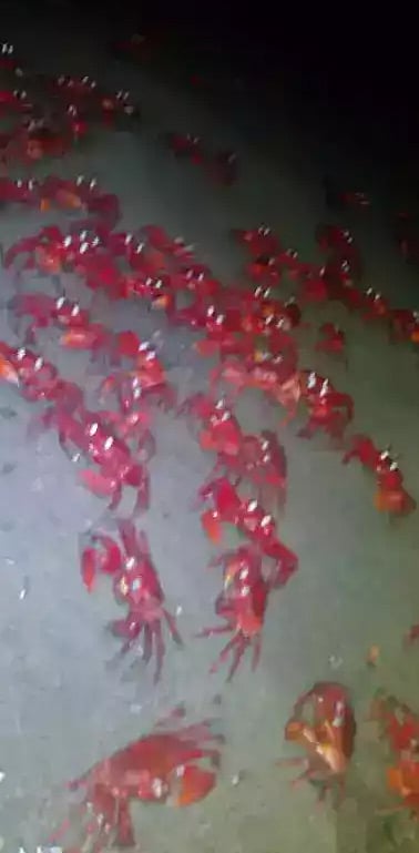 ঘুরে বেড়াচ্ছে লাল কাঁকড়া। ছবি: আব্দুল কুদ্দুস