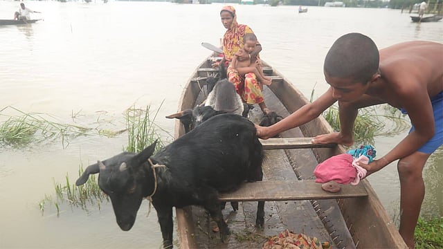 গবাদিপশু নিয়ে বিপাকে পড়েছেন বানভাসি মানুষ। রাধানগর, সদর, সুনামগঞ্জ, ১৩ জুলাই। ছবি: আনিস মাহমুদ