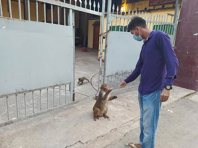 বানরকে খাবার দেওয়া হচ্ছে। ছবি: লেখক