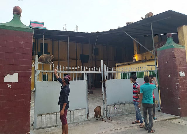 বানরকে খাবার দেওয়া হচ্ছে। ছবি: লেখক