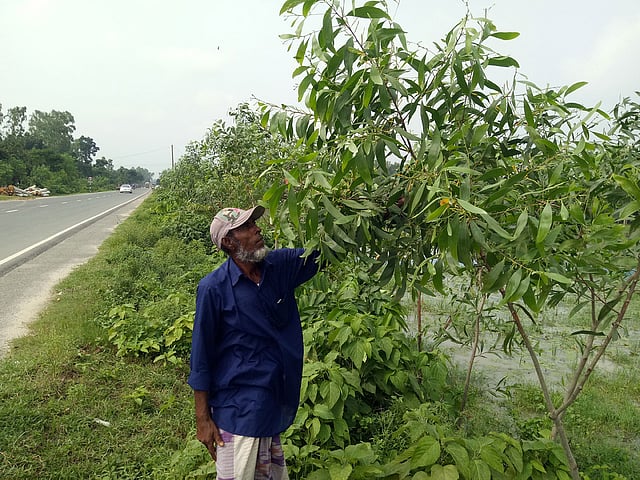 রাজশাহী-নওগাঁ সড়কে বেড়ে উঠছে পরিবেশবিরুদ্ধ বিদেশি গাছ আকাশমণি। সড়কের মান্দা এলাকায়। ছবি: প্রথম আলো