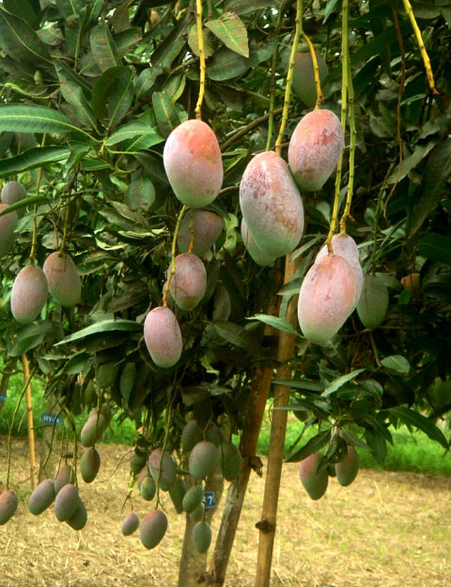 মুক্তায়নের অপেক্ষায় নতুন সংকর জাতের রঙিন আম। চাঁপাইনবাবগঞ্জের আম গবেষণা কেন্দ্রে। ছবি: প্রথম আলো