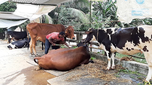 বসতবাড়িতে পানি ওঠায় গরু নিয়ে বিপাকে পড়েছে অনেক মানুষ। এক ব্যক্তি সেতুর ওপর গরু বেঁধে রেখে খাবার খাওয়াচ্ছেন। মঙ্গলবার মানিকগঞ্জ সদর উপজেলার দীঘি গ্রামে। ছবি: প্রথম আলো