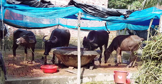 গৃহভিত্তিক ক্ষুদ্র খামারে কোরবানি উপলক্ষে ভেষজ পদ্ধতিতে মোটাতাজা হচ্ছে মহিষ। ২৩ জুলাই ভোলা সদর উপজেলার ভেলুমিয়ার চন্দ্রপ্রসাদ গ্রামের মো. জাকির হোসেনের খামার থেকে তোলা। ছবি: প্রথম আলো