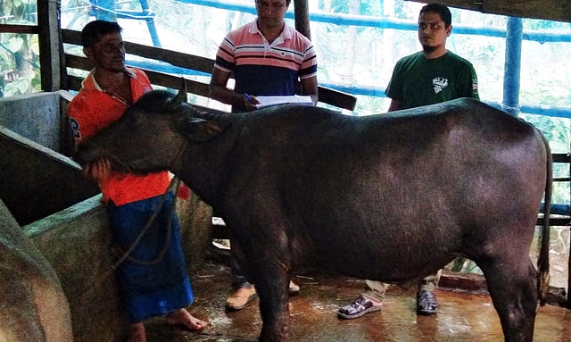 ভেষজ পদ্ধতিতে মোটাতাজাকৃত মহিষের স্বাস্থ্য পরীক্ষা করা হচ্ছে। ২৩ জুলাই ভোলা সদর উপজেলার ভেলুমিয়ার চন্দ্রপ্রসাদ গ্রামের মো. জাকির হোসেনের খামার থেকে তোলা। ছবি: প্রথম আলো