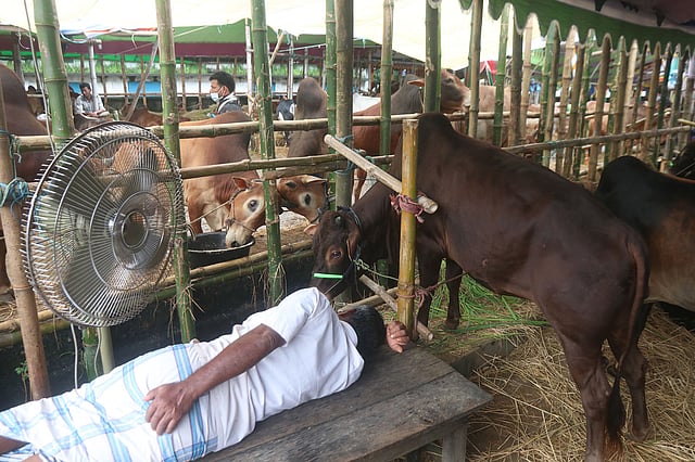 পশু নিয়ে অপেক্ষায় বিক্রেতা। ক্রেতা কম থাকায় অলস সময় পার করছেন তাঁরা। বৃহস্পতিবার দুপুরে সিলেট নগরের সবচেয়ে বড় কোরবানির পশুর হাট কাজীরবাজারে। ছবি: আনিস মাহমুদ