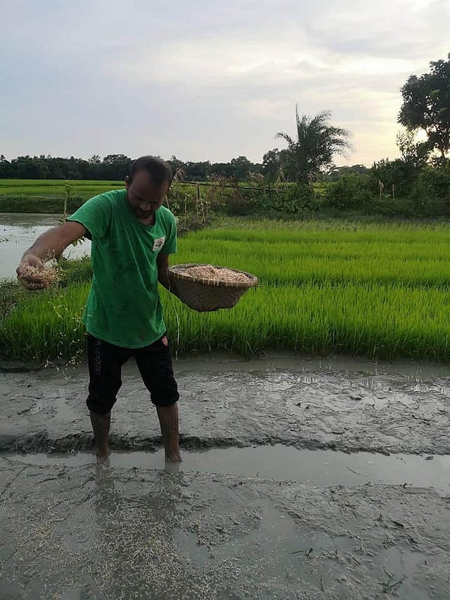 শিপন এখন জমি বর্গা নিয়ে আমন ধান চাষ করছেন। ছবি সংগৃহীত