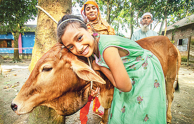হাটে প্রিয় ‘নবাব’কে জড়িয়ে ধরে কেঁদেছিল অর্থি। এখন অবশ্য ওর মুখে হাসি ফুটেছে। প্রথম আলোর মাধ্যমে একটি গরু পেয়ে খুশিতে নাম রেখেছে ‘ছোট নবাব’। ছবি: রাফিদ ইয়াসার